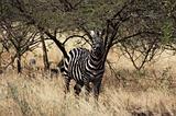 Ethiopia - Netch Sar Park - 08 - Zebra